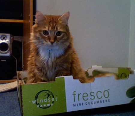 henry-cucumber1