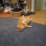 Henry, my cat, being "lumpy" on the floor