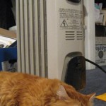 Henry, my cat, sleeps beside the radiator