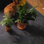 Henry, my cat, inspecting new houseplants