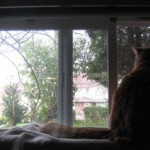 Henry, my cat, sits on the window sill