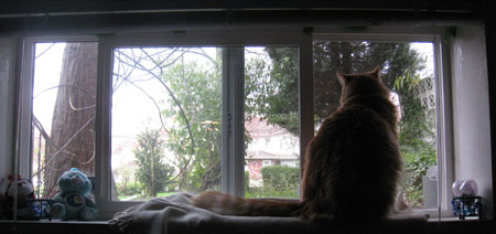 windowcat1