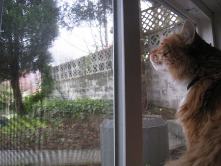 windowcat2