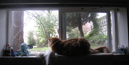 windowcat3