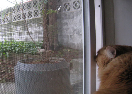 windowcat4