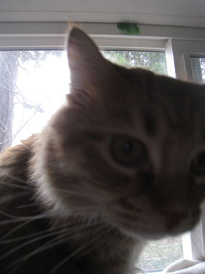 windowcat5