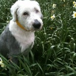 Permalink to Dogs on Thursday from across The Pond Oscar, the dog, in a field of daffodils