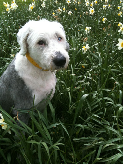 Oscar, the dog, in a field of daffodils Oscar, the dog, in a field of daffodils