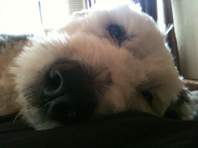 Oscar, the dog, lying down close-up Oscar, the dog, lying down close-up