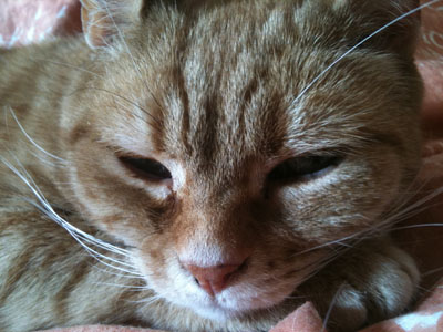 englandcats_charlie