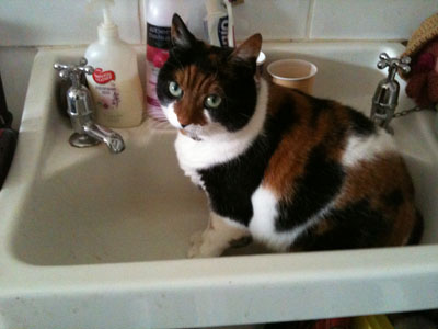 englandcats_flossy