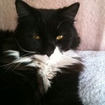 Permalink to Whiskers from across The Pond englandcats_minstrel