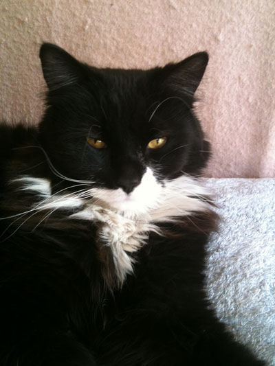 englandcats_minstrel