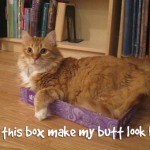 Does this box make my butt look big?