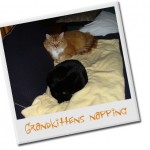 Henry (my cat) and Sasafrass (my sister's cat) napping together.