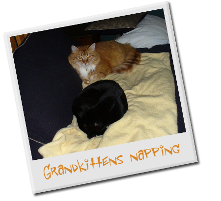 Henry (my cat) and Sasafrass (my sister's cat) napping together. Henry (my cat) and Sasafrass (my sister's cat) napping together.