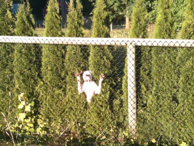 Bulldog at the Fence