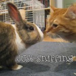 Cat and Bunny sniffing each other