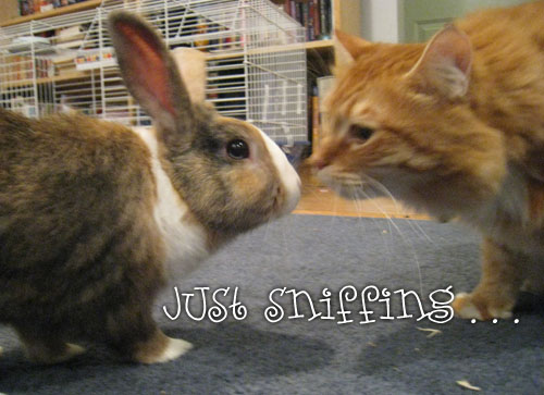 Cat and Bunny sniffing each other Cat and Bunny sniffing each other