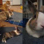 Permalink to House Guest Henry (my cat) and our house guest, Pancakes the Bunny