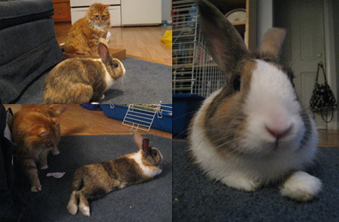 Henry (my cat) and our house guest, Pancakes the Bunny