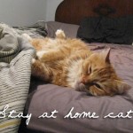 Stay at home Cat