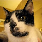 Mom & Dad's new kitten
