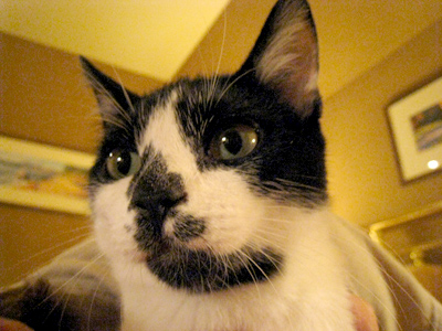 Mom & Dad's new kitten