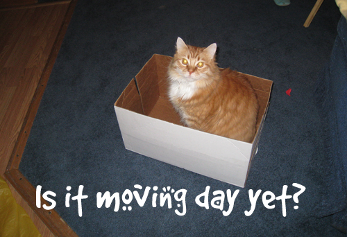 Henry sitting in a box Henry sitting in a box