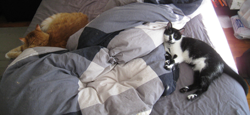 Henry and Abby sharing the bed Henry and Abby sharing the bed