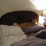 Permalink to The Cat is My Hat Henry lying on my pillow (not his)