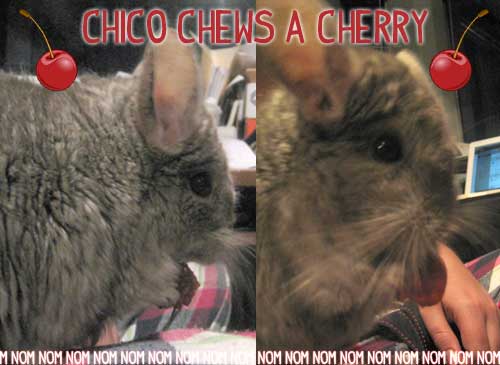 Chico snacking on a fresh cherry Chico snacking on a fresh cherry