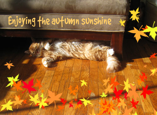 henry_autumn_sunshine