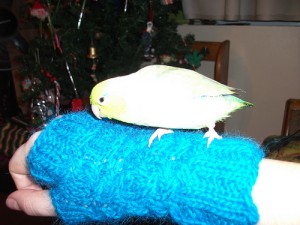 Ivan on fingerless mitts I made for Jesse (canadiantreefrog)